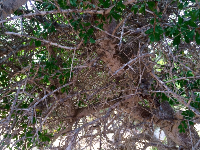 thorny argan tree how fairtrade organic argan oil is made in morocco weleda